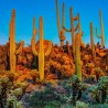 Semillas de Cactus Saguaro o Sahuario (Carnegiea gigantea)