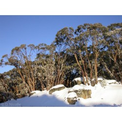 Snöeukalyptus Frö −23 °C (Eucalyptus pauciflora) 2.05 - 9