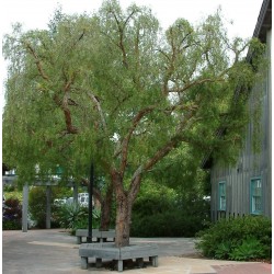 Drvo bibera Seme (Schinus molle) 1.85 - 4