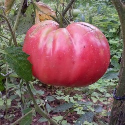 Sementes de tomate Tres Cantos 1.95 - 2
