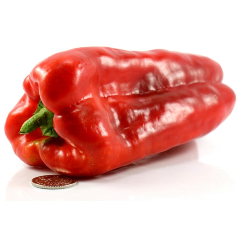 Semi di peperone dolce Largo de Reus | 1,80 €