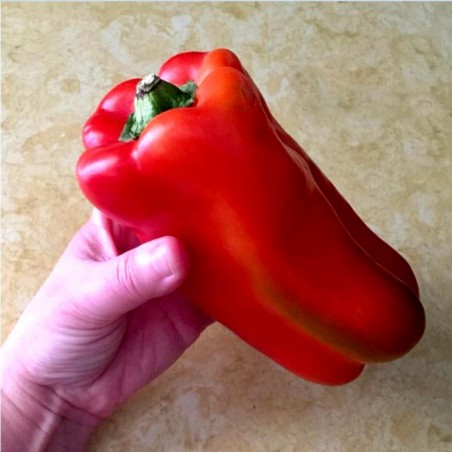 Largo de Reus sweet bell pepper seeds | 1,80 €
