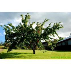 Σπόροι Manchurian Βερίκοκο Prunus armeniaca