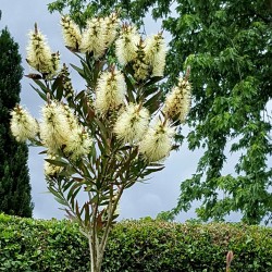 Λεμόνι Bottlebrush σπόροι (Melaleuca pallida) 2.5 - 2