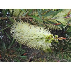 Λεμόνι Bottlebrush σπόροι (Melaleuca pallida) 2.5 - 3