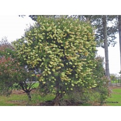 Sementes de maconha e limão (Melaleuca pallida) 2.5 - 4