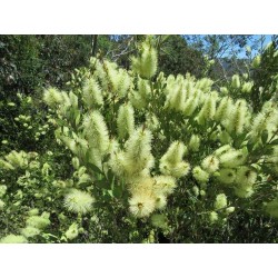 Λεμόνι Bottlebrush σπόροι (Melaleuca pallida) 2.5 - 7