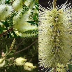 Λεμόνι Bottlebrush σπόροι (Melaleuca pallida) 2.5 - 10