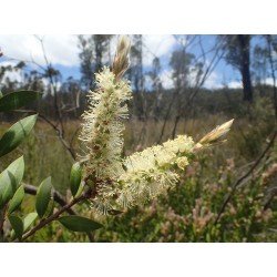 Λεμόνι Bottlebrush σπόροι (Melaleuca pallida) 2.5 - 11