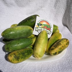 Banana Passionfruit Seeds - Curuba 1.85 - 2