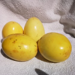 Gula Passion frukt frön (Passiflora flavicarpa) 1.95 - 6