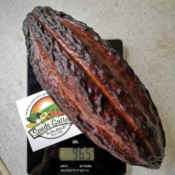 Семена Кака́о, шокола́дное де́рево (Theobroma cacao) 4 - 2