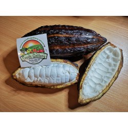 Семена Кака́о, шокола́дное де́рево (Theobroma cacao) 4 - 3