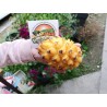 Pitaya, Pitahaya, Dragon Fruit Yellow Seeds 2.5 - 4