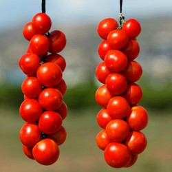Spanische hängende Tomatensamen 1.75 - 1