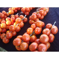 SPANISH HEIRLOOM seeds De Colgar Storage Tomato 10 