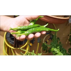 Guindilla De Ibarra πράσινο τσίλι πιπεριές σπόροι 1.75 - 4