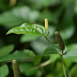 Σπόροι μακρύ πιπέρι (Piper longum) 2.55 - 2