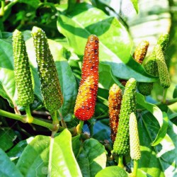 Long pepper Seeds - Indian long pepper 2.55 - 4