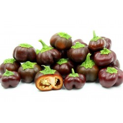 Semillas de pimienta dulce MINI BELL Chocolate 1.95 - 1