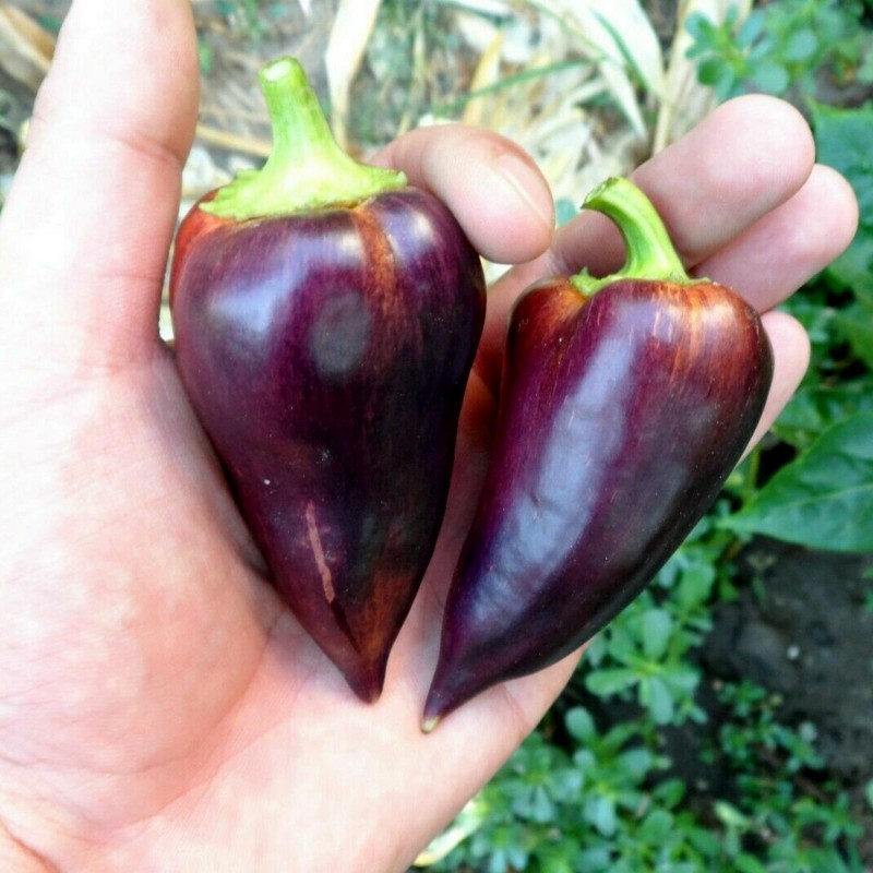 Семена сладкого перца Violet Sparkle 1.95 - 1