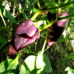 Seme paprike Violet Sparkle 1.95 - 3