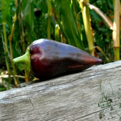Семена сладкого перца Violet Sparkle 1.95 - 4