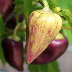 Violet Sparkle Paprika Samen 1.95 - 5