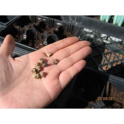 Sementes de Espinafre da Nova Zelândia (Tetragonia tetragonoides) 1.85 - 6