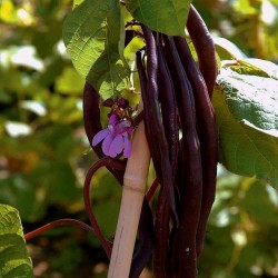 Amethyst Dwarf Bean Seeds 1.75 - 2
