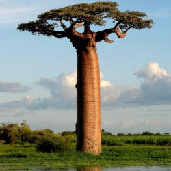 Baobab eller apbrödsträdet Frön (Adansonia digitata) 1.85 - 2
