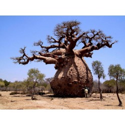 Baobab eller apbrödsträdet Frön (Adansonia digitata) 1.85 - 4