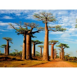 Baobab eller apbrödsträdet Frön (Adansonia digitata) 1.85 - 3
