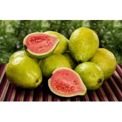 Echte Guave Samen (Psidium guajava) 1.8 - 4