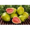 Common guava Seeds (Psidium guajava) | €3.00