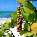Насіння Морський виноград (Coccoloba uvifera)