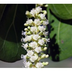 Seagrape Baygrape Seeds (Coccoloba uvifera) 2.5 - 4