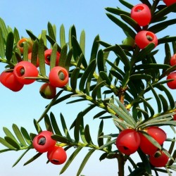 English yew - European yew Seeds (Taxus baccata) 1.95 - 1