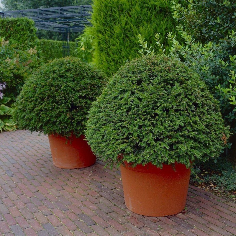 Price: €1.95 - Semi di ALBERO DELLA MORTE - TASSO (Taxus baccata) - 