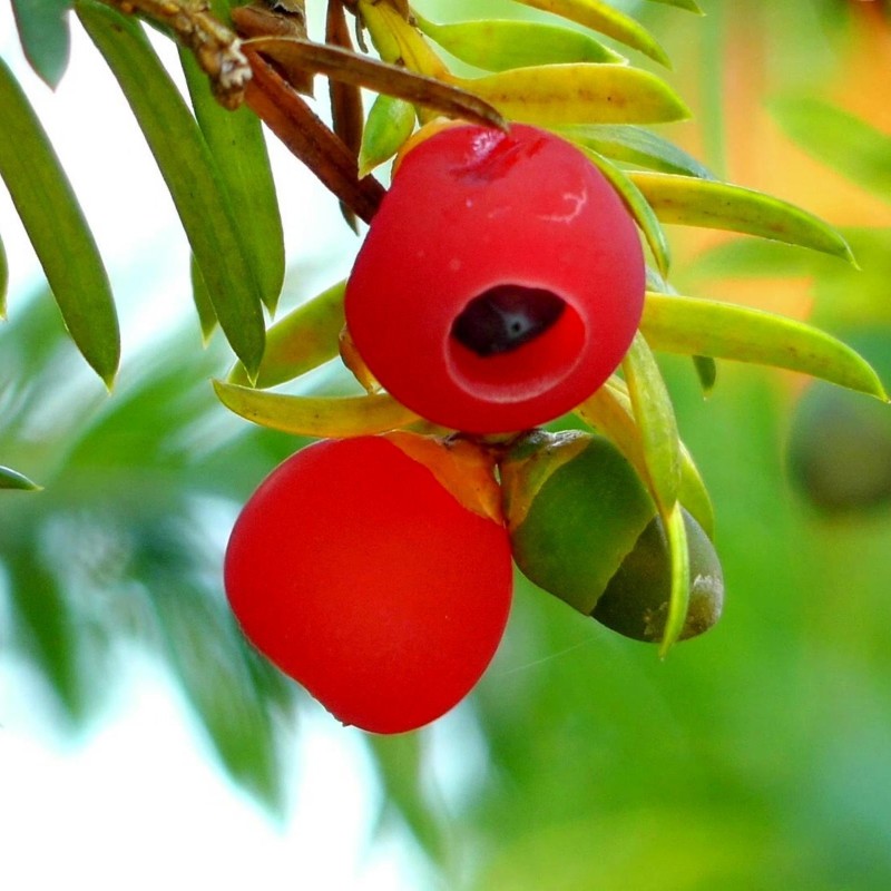 Price: €1.95 - Semi di ALBERO DELLA MORTE - TASSO (Taxus baccata) - 