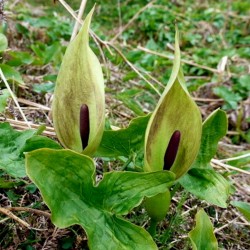 Kozlac Seme, biljka koja leci rak (Arum maculatum) 2.25 - 2