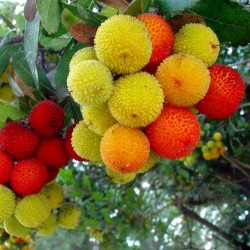 Semillas de Madroño frutos deliciosos (Arbutus Unedo) 1.75 - 2
