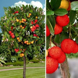 Strawberry Tree Seeds (Arbutus Unedo) 1.75 - 4
