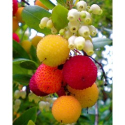Strawberry Tree Seeds (Arbutus Unedo) 1.75 - 3