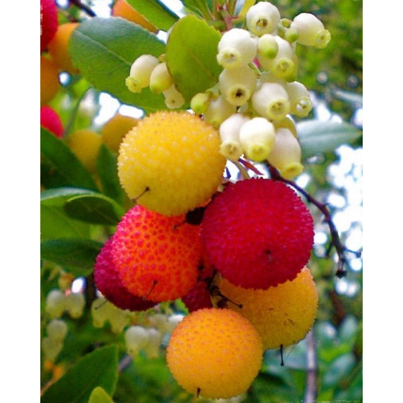 Erdbeerbaum Samen Das Unikum (Arbutus Unedo) | 1,65 €