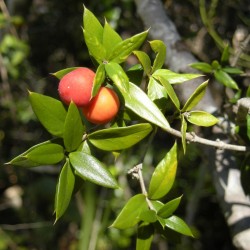 Graines de fruits à chaîne ou d'alyxie piquante (Alyxia ruscifolia) 2.55 - 1