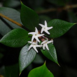 Semillas de frutas en cadena o alyxia espinosa (Alyxia ruscifolia) 2.55 - 2
