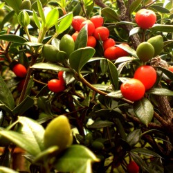 Semillas de frutas en cadena o alyxia espinosa (Alyxia ruscifolia) 2.55 - 3