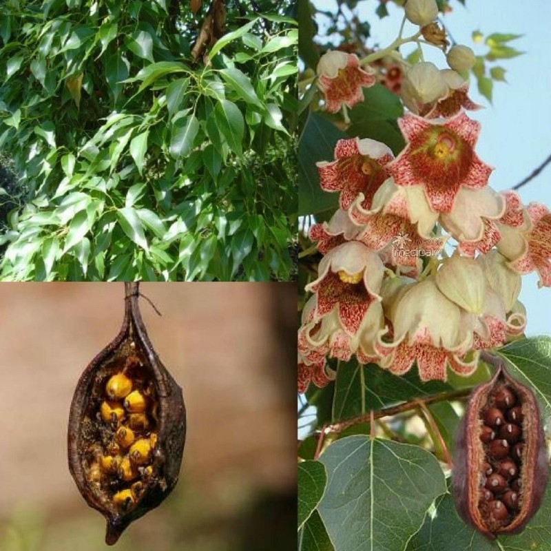 Broad Leaved Bottle Tree Seed Warm Climate 