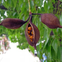 Bottle tree - Kurrajong Seeds (Brachychiton populneus) 1.95 - 4